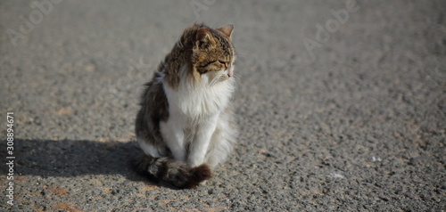 Cute homeless cat sits onroad close up photo