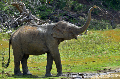Elephant spraying dirt and water on itself from its trunk.. The adult  Male of Sri Lankan elephant  Elephas maximus maximus . Yala National Park. Sri Lanka.