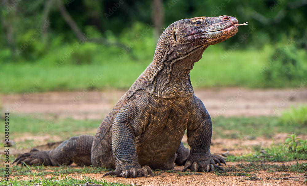 Fototapeta premium Komodo dragon with the forked tongue sniff air. Close up portrait. ( Varanus komodoensis ) Biggest in the world living lizard in natural habitat. Rinca Island. Indonesia.