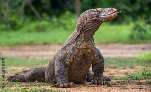 Komodo dragon with the  forked tongue sniff air. Close up portrait.   Varanus komodoensis   Biggest in the world living lizard in natural habitat.  Rinca Island. Indonesia.