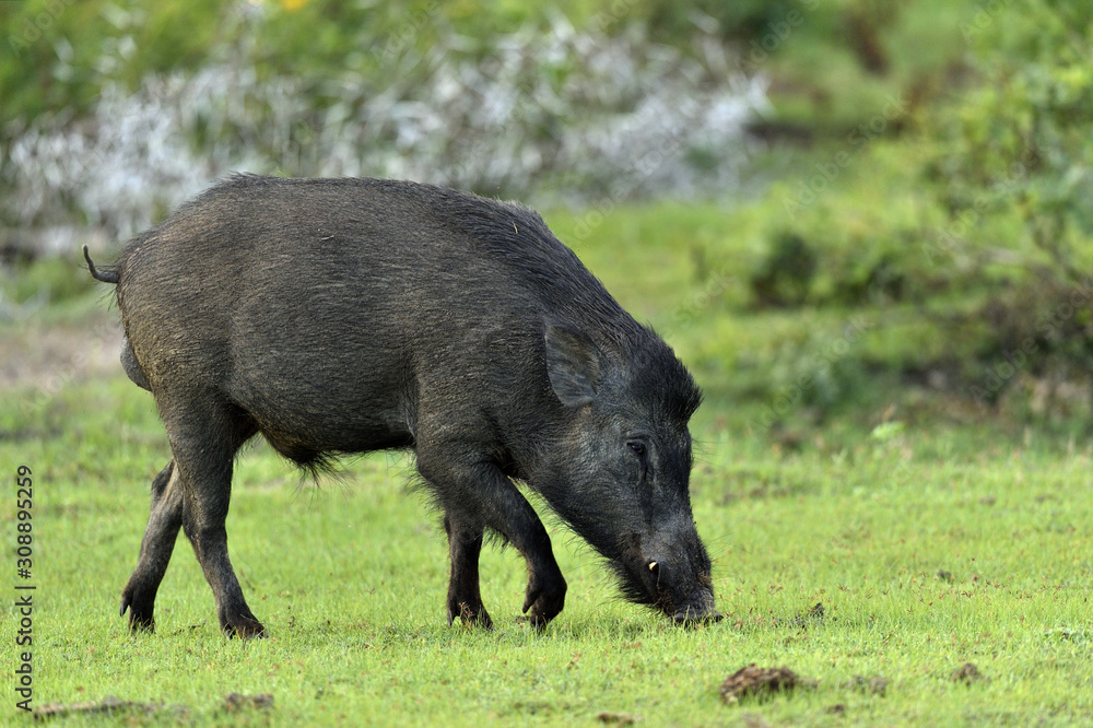The Indian boar (Sus scrofa cristatus), also known as the Andamanese pig or Moupin pig. Yala national park. Sri Lanka The Indian boar (Sus scrofa cristatus), also known as the Andamanese pig or Moupin pig. Yala national park. Sri Lanka