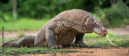 Photo Komodo dragon with the  forked tongue sniff air