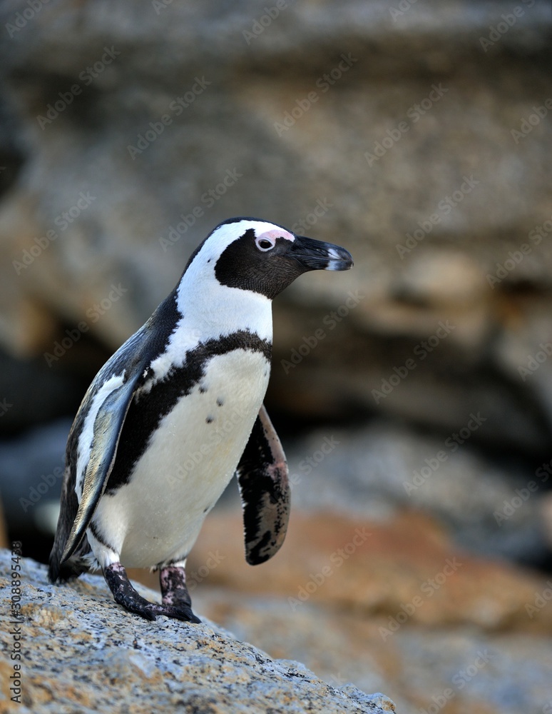 Fototapeta premium African penguins (spheniscus demersus) go ashore from the ocean at evening twilight. African penguin (spheniscus demersus) at the Boulders colony. South Africa.