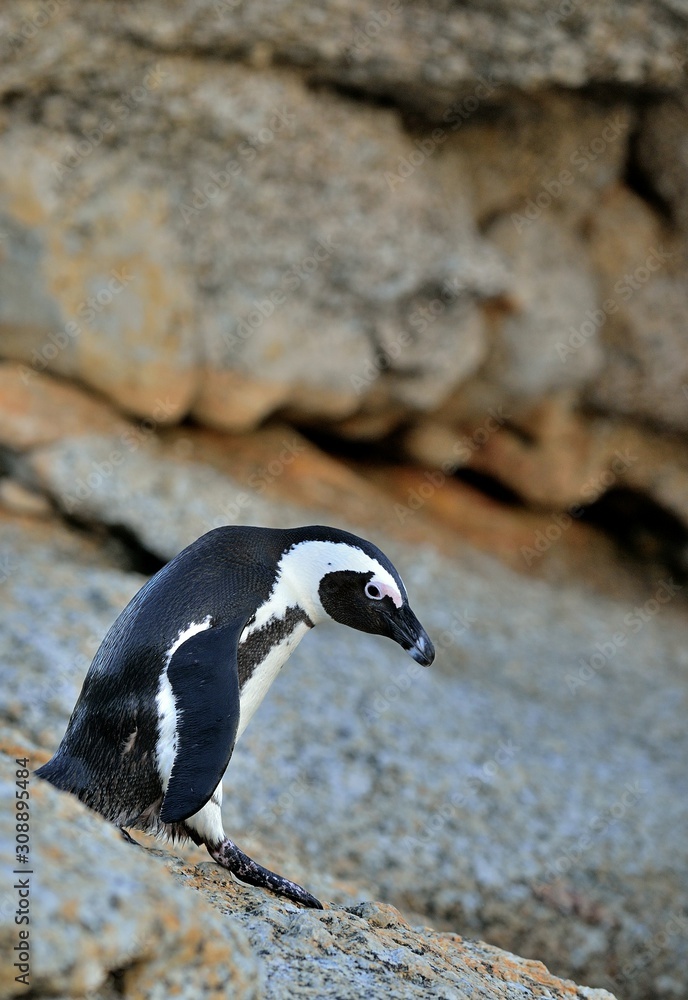 Fototapeta premium The African penguin (Spheniscus demersus). South Africa