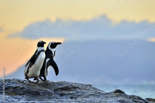 African penguins (spheniscus demersus) The African penguin on the shore in evening twilight above red sunset sky.