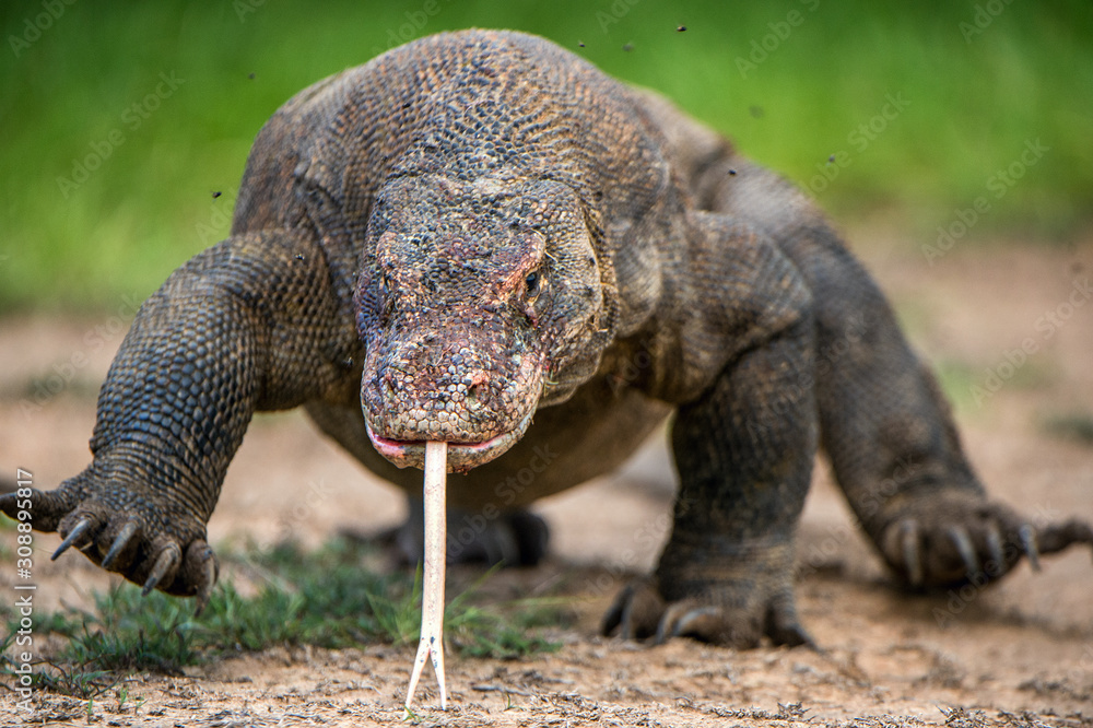 Obraz premium Komodo dragon with the forked tongue sniff air. Close up portrait. ( Varanus komodoensis ) Biggest in the world living lizard in natural habitat. Rinca Island. Indonesia