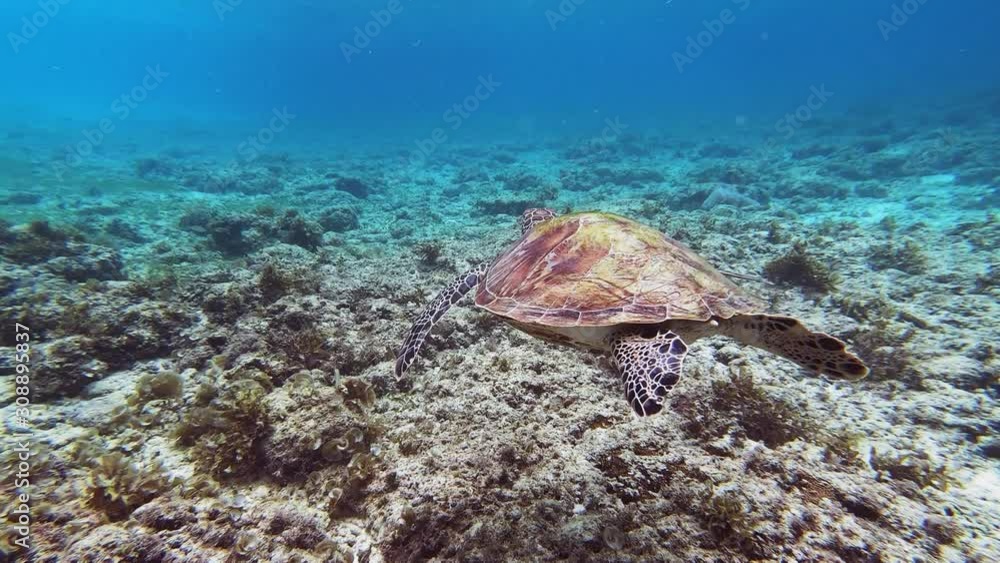 POV of diver following beautiful sea turtle swimming through clean blue water. POV of diver following beautiful sea turtle swimming through clean blue water.