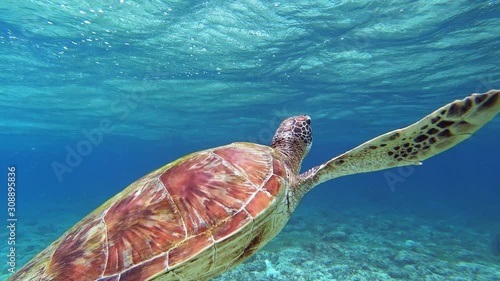 Curious and friendly sea turtle gets close to camera, then swims away. photo