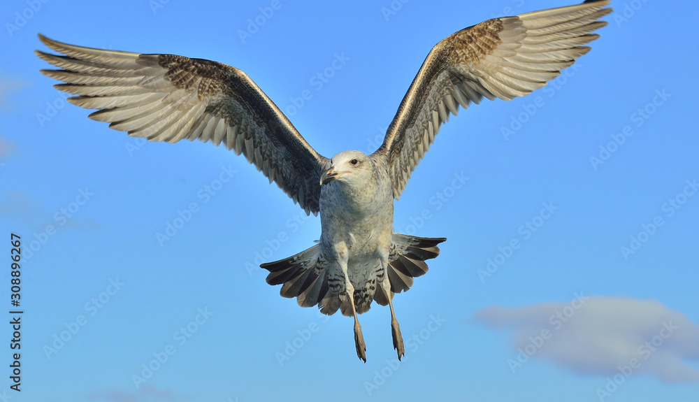 Obraz premium Flying Juvenile Kelp gull (Larus dominicanus), also known as the Dominican gull and Black Backed Kelp Gull. False Bay, South Africa
