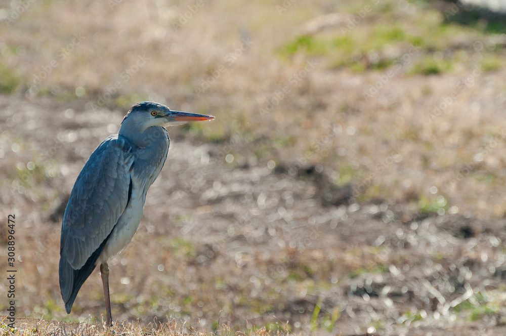 Obraz premium アオサギ