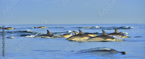 Dolphins, swimming in the ocean. The Long-beaked common dolphin (scientific name: Delphinus capensis) in atlantic ocean.