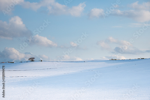 美瑛冬の丘