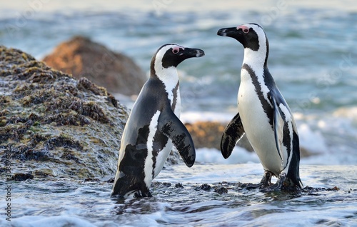 African Penguins on the seashore. African Penguins (Spheniscus demersus) on Boulders Beach near Simons Town on the Cape Peninsula, South Africa.