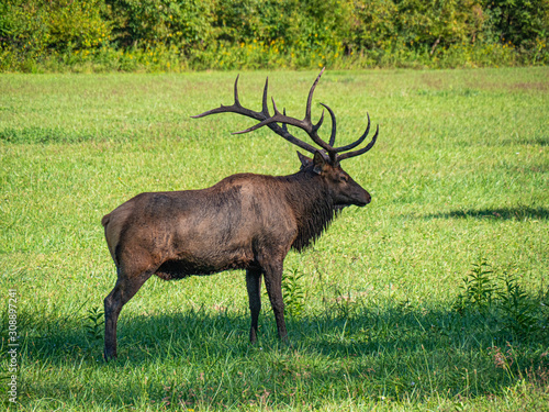 Elk in the Blue Mountains