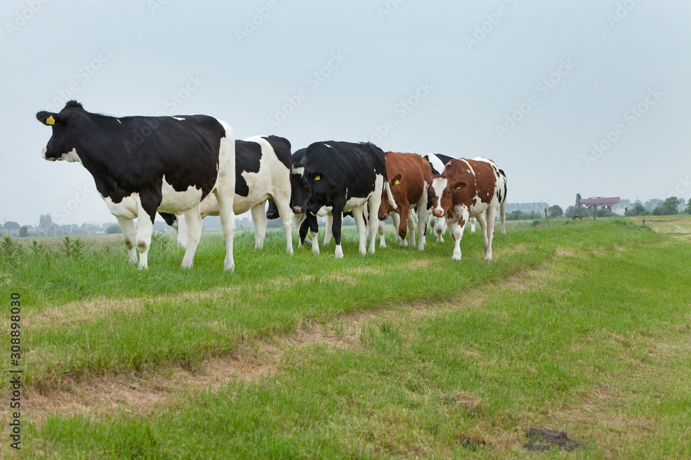 Cows. Transport of a superyacht on a pontoon on the river. Netherlands. Genemuiden. . Yachting. Shipyard. Shipbuilding. Superyacht. Cows. Transport of a superyacht on a pontoon on the river. Netherlands. Genemuiden. . Yachting. Shipyard. Shipbuilding. Superyacht.