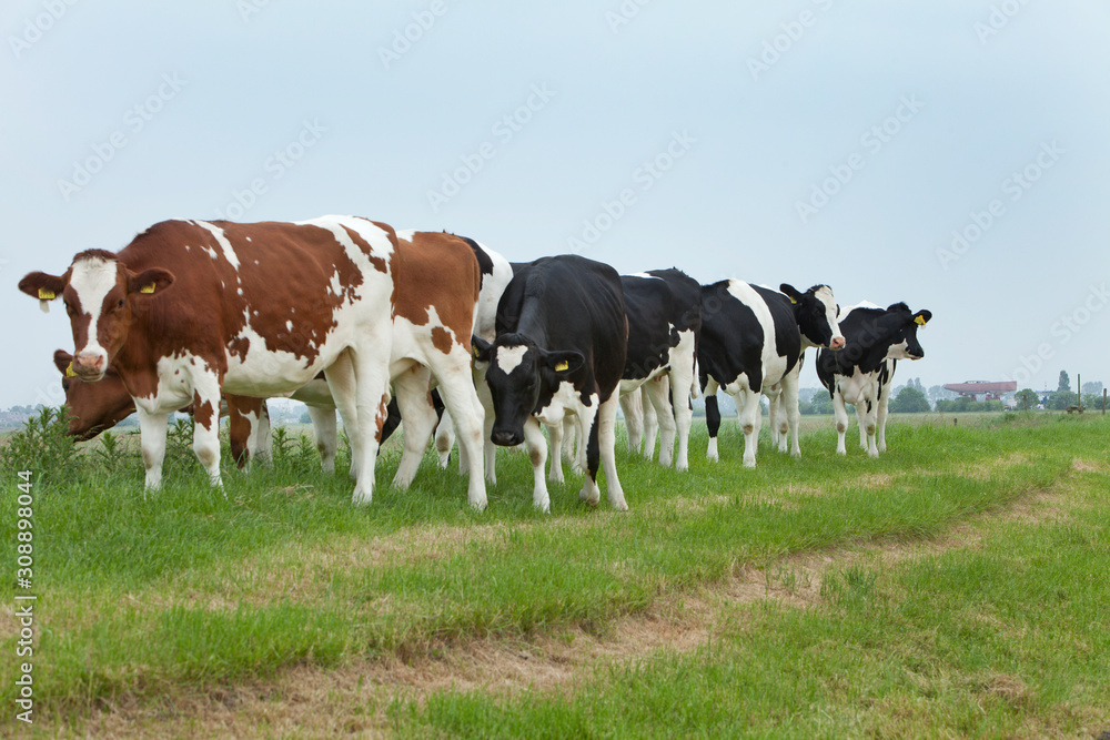 Cows. Transport of a superyacht on a pontoon on the river. Netherlands. Genemuiden. . Yachting. Shipyard. Shipbuilding. Superyacht.