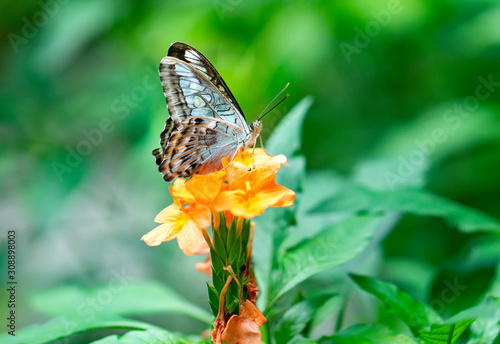 Colorful butterflies on the flowers in warm spring weather