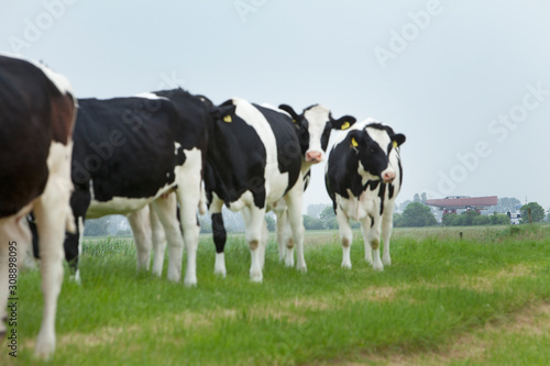 Cows. Transport of a superyacht on a pontoon on the river. Netherlands. Genemuiden. . Yachting. Shipyard. Shipbuilding. Superyacht.