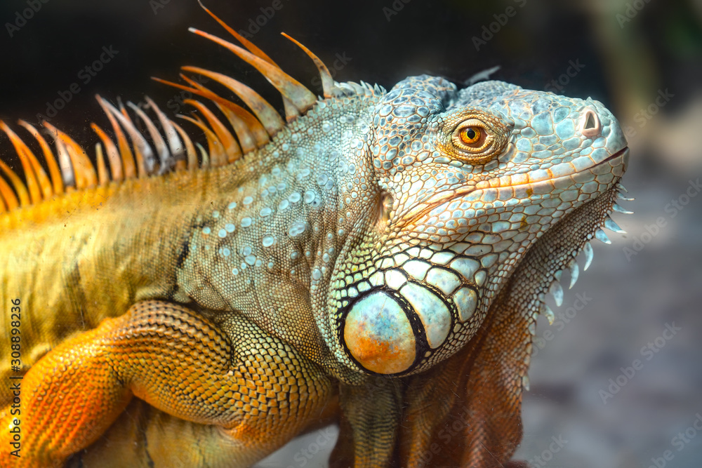 Giant iguana hotsell