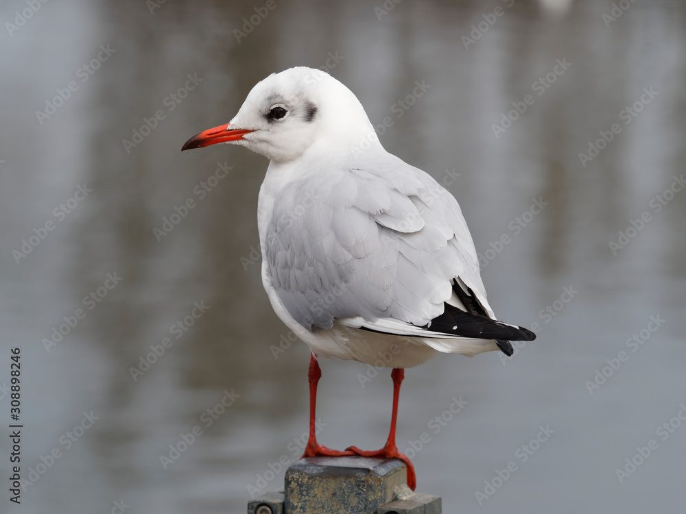Close up of Portrait of Stunning black-headed gull perched on a pole waterside 