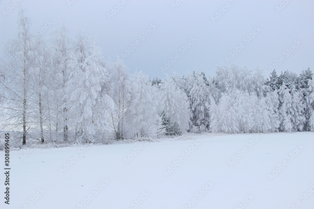 At the edge of the forest are pines and birches all covered with frost