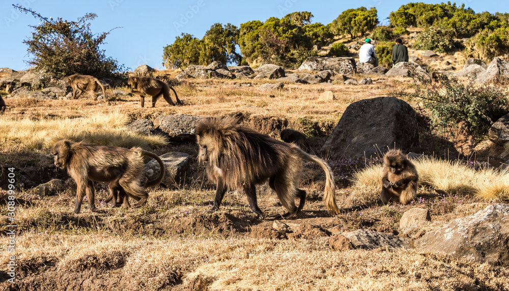 Fototapeta premium Gelada Baboon - Theropithecus Gelada. Simien Mountains in Ethiopia
