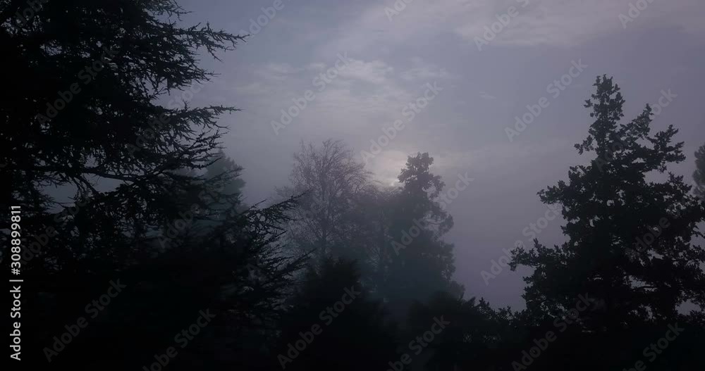 Through the trees in the fog Through the trees in the fog
