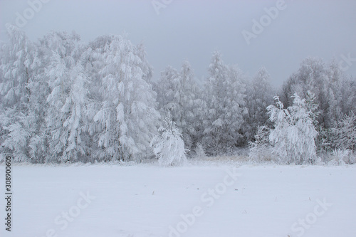 The edge of the forest of birches is all in frost