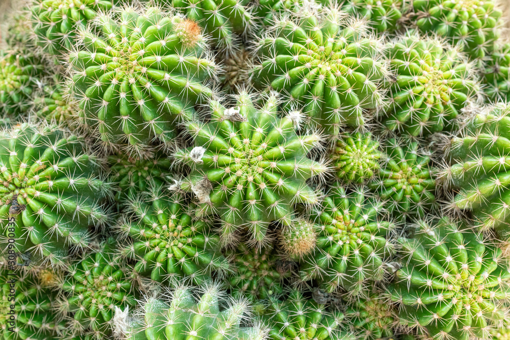 Close up top view cactus Many cactus species are available for sale in the flower shop. Close up top view cactus Many cactus species are available for sale in the flower shop.