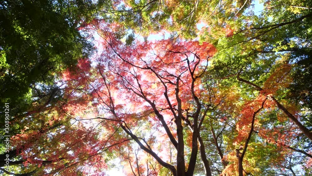 紅葉 紅葉