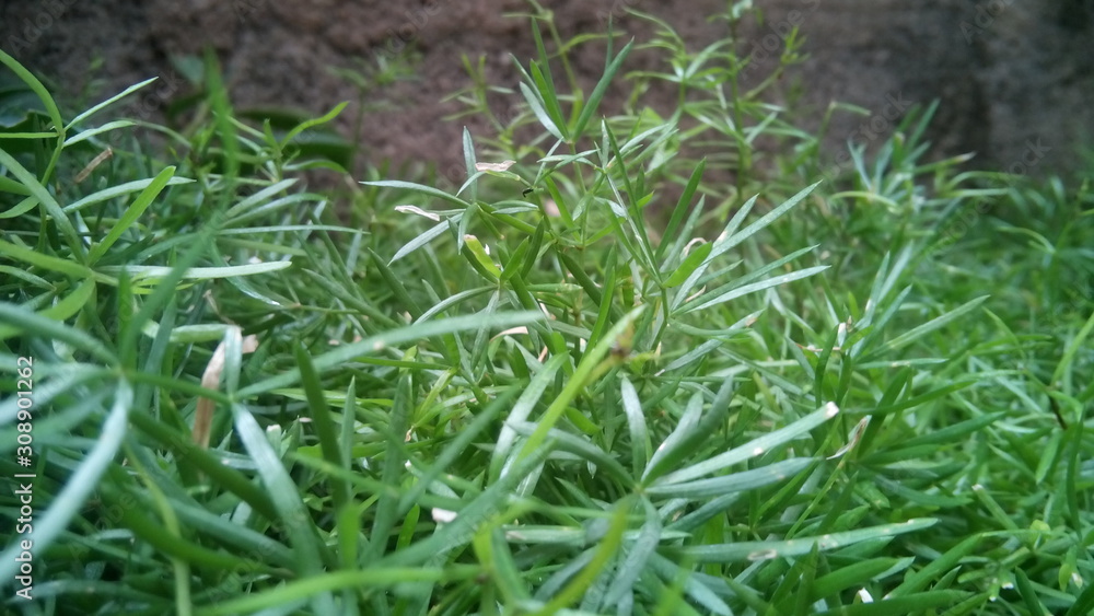 green grass green grass