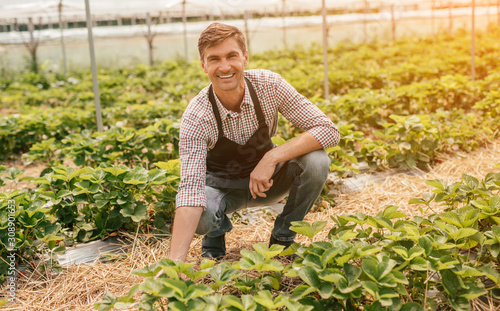 Canvas Print Happy grower in greenhouse of strawberry farm