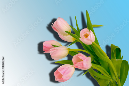 Flowers Pink tulips on a blue background. Gradient. Shadow. Top view.