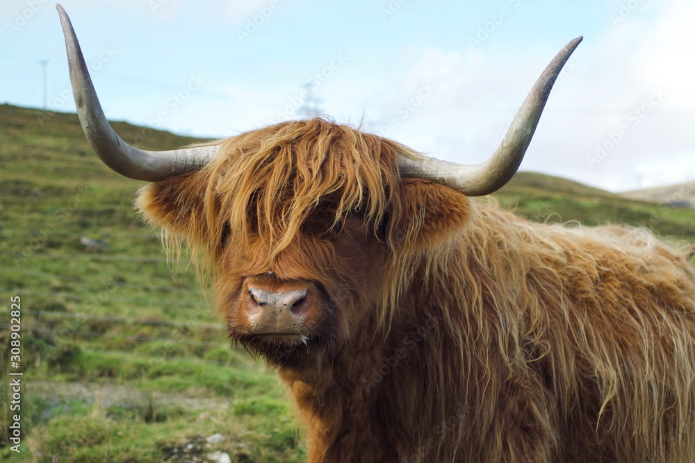 portrait of a cow portrait of a cow