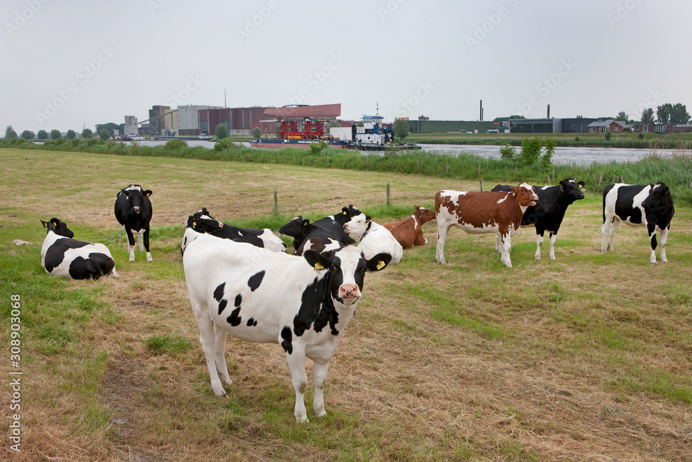 Cows. Transportation of a yacht hull n the river. Towing.  Shipyard. Shipbuilding. Superyacht. Yachting