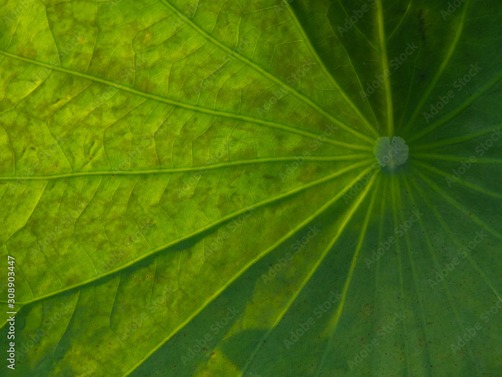 closed up texture of lotus leaf closed up texture of lotus leaf