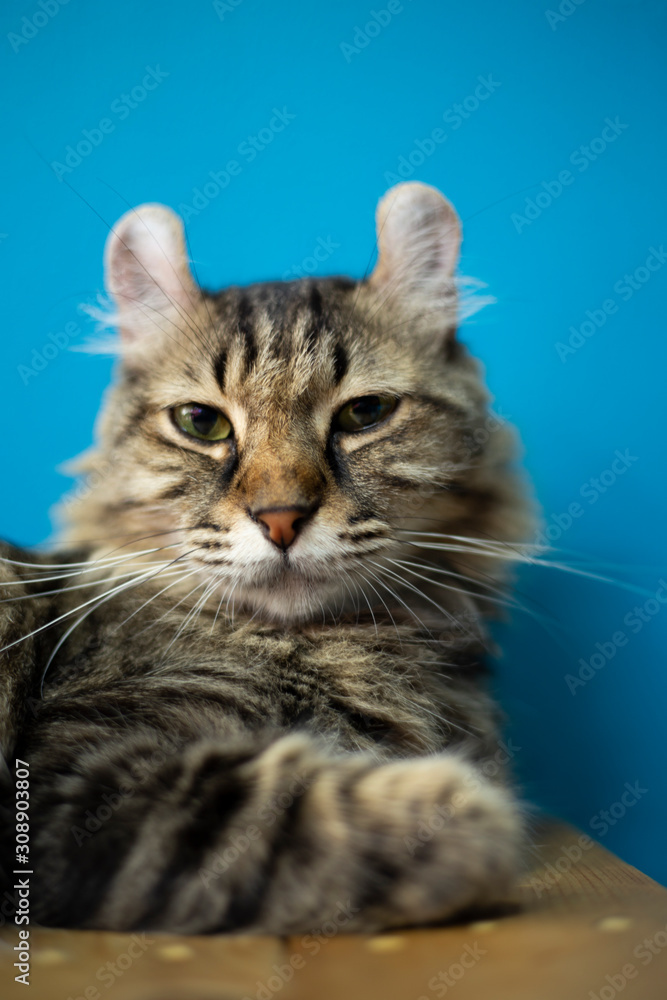 cat face blue background