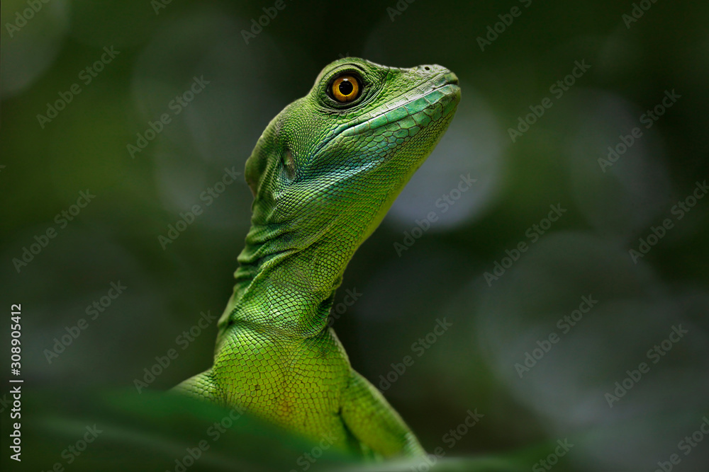 Basilisken (Basiliscus) Schuppenkriechtier, von vorne Basilisken (Basiliscus) Schuppenkriechtier, von vorne