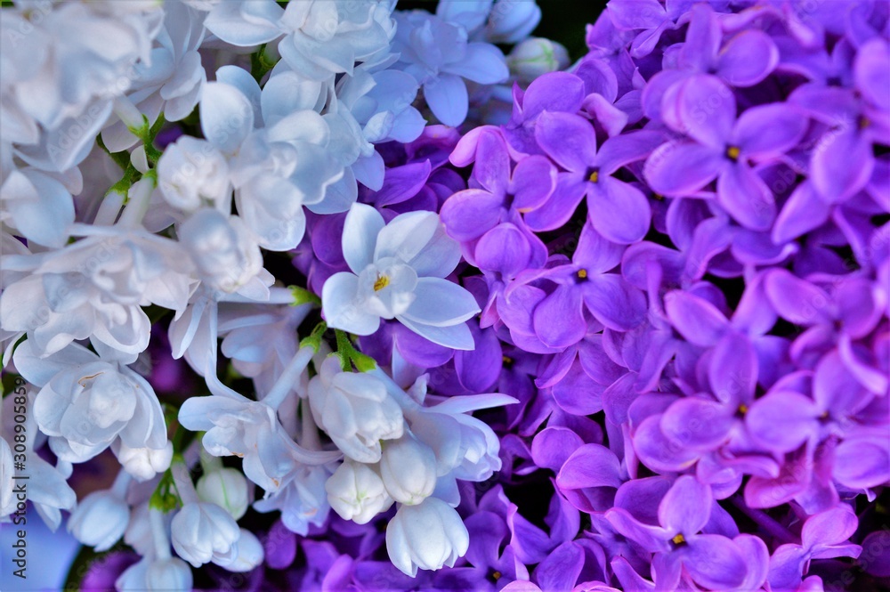 white and lilac lilac flowers close-up