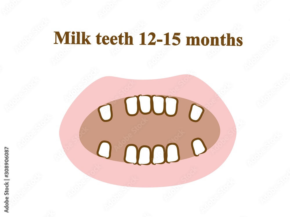 Milk teeth 12-15 months. Graphic illustration. Hand drawing, contour of symbol. Medicine and science, human anatomy simple Milk teeth 12-15 months. Graphic illustration. Hand drawing, contour of symbol. Medicine and science, human anatomy simple