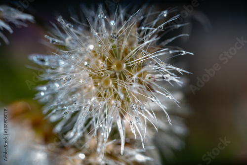 waterdrops on flower petals and stem © prasanth