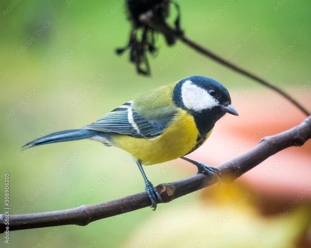 Obraz premium great tit on a perch