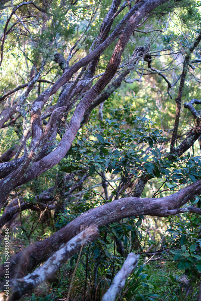Fototapeta premium tree in the forest