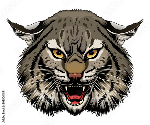 Angry bobcat head