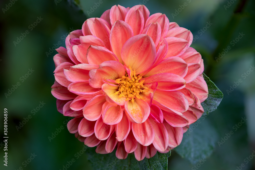 Macro of an Orange Dahlia Macro of an Orange Dahlia