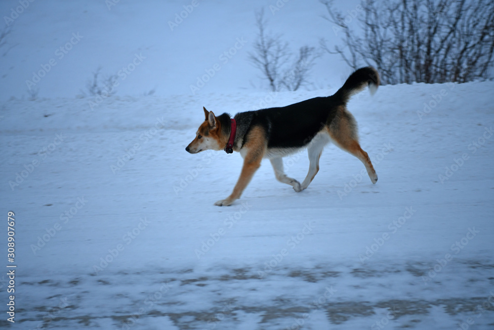 dogs in the arctic are the most faithful friends dogs in the arctic are the most faithful friends