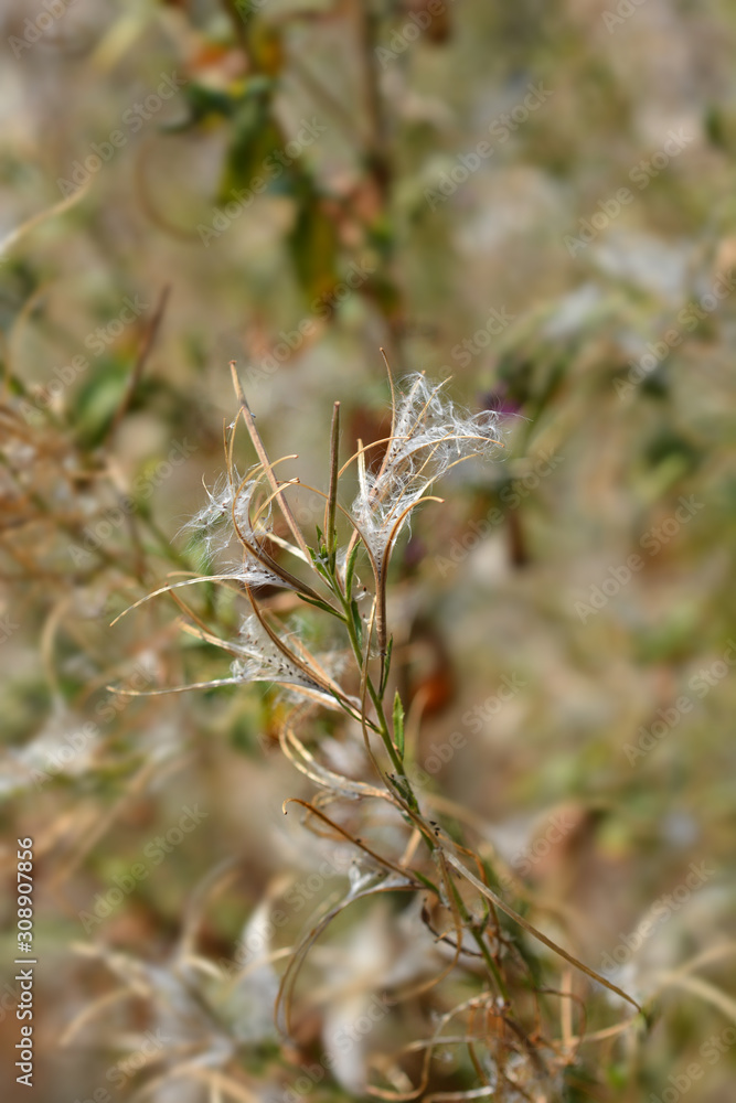 Great hairy willowherb Great hairy willowherb