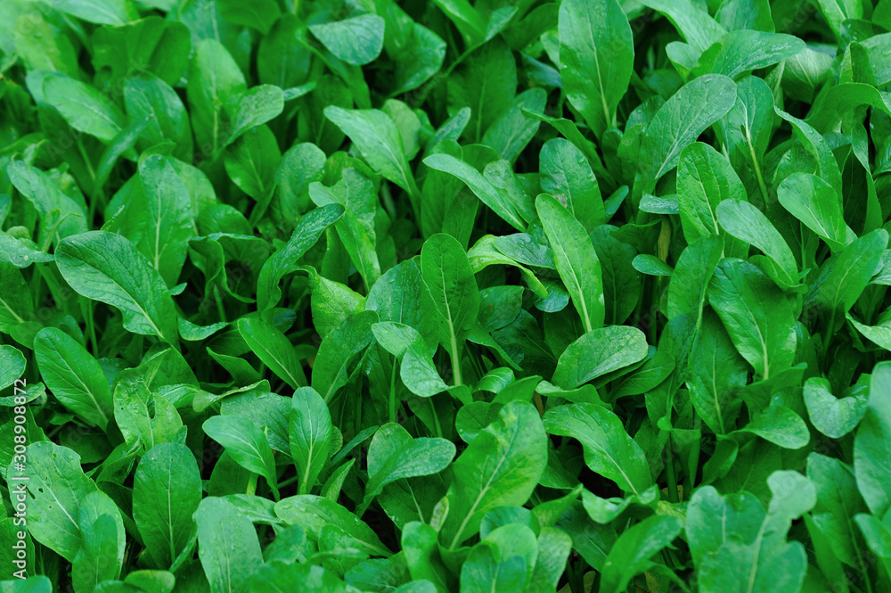 Green radish leaf plants in growth at vegetable garden Green radish leaf plants in growth at vegetable garden