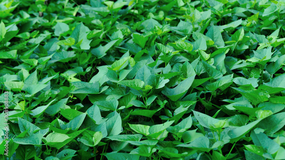 Green sweet potato leaves in growth at filed Green sweet potato leaves in growth at filed