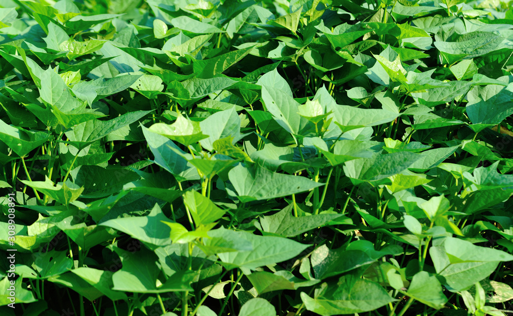 Green sweet potato leaves in growth at filed Green sweet potato leaves in growth at filed